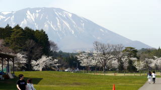 小岩井農場の桜
